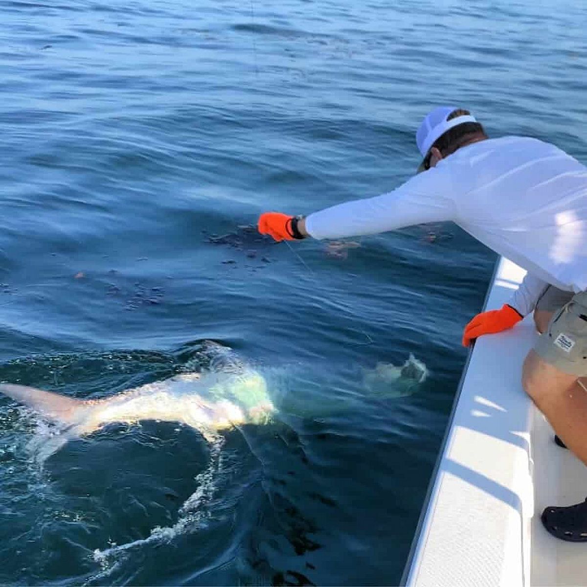 Tampa Bay Tarpon Fishing What You Need to Know FishAnywhere